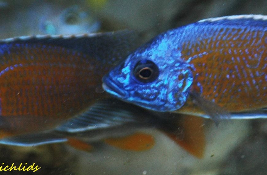 Copadichromis borleyi