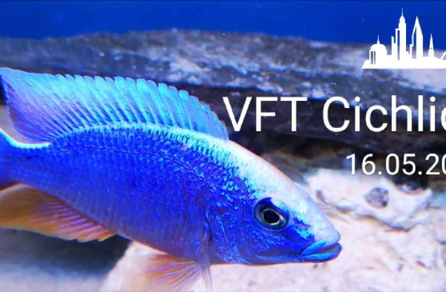 Sciaenochromis fryeri